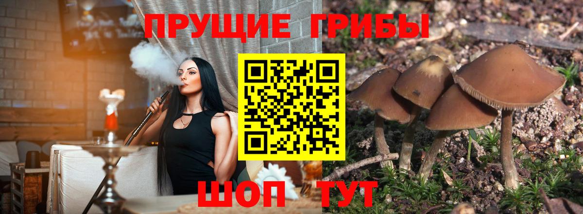 Петропавловск-Камчатский  Галлюциногенные грибы GOLDEN TEACHER  купить   Галлюциногенные грибы прущие грибы  Вход с VPN 